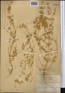 Petrosimonia brachiata (Pall.) Bunge, Middle Asia, Muyunkumy, Balkhash & Betpak-Dala (M9) (Kazakhstan)