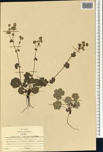 Alchemilla sericata Rchb., Caucasus, North Ossetia, Ingushetia & Chechnya (K1c) (Russia)