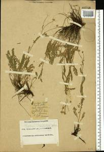 Tanacetum millefolium (L.) Tzvelev, Eastern Europe, Eastern region (E10) (Russia)