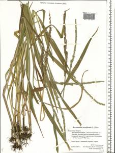 Beckmannia eruciformis (L.) Host, Eastern Europe, Central region (E4) (Russia)