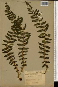 Polystichum braunii (Spenn.) Fée, Caucasus, Stavropol Krai, Karachay-Cherkessia & Kabardino-Balkaria (K1b) (Russia)