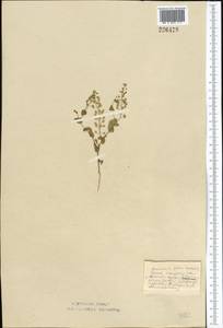 Lepidium perfoliatum L., Middle Asia, Northern & Central Kazakhstan (M10) (Kazakhstan)