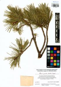 Pinus pumila (Parl.) Regel, Siberia, Baikal & Transbaikal region (S4) (Russia)