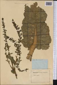 Beta vulgaris L., America (AMER) (Not classified)