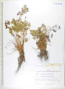 Cryptogramma brunoniana subsp. raddeana (Fomin) Fraser-Jenk., Siberia, Russian Far East (S6) (Russia)