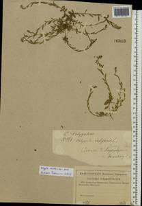 Polygala vulgaris L., Eastern Europe, Western region (E3) (Russia)