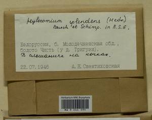 Hylocomium splendens (Hedw.) Schimp., Bryophytes, Bryophytes - Belarus (B2) (Belarus)