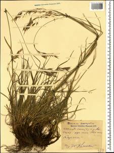 Bromus variegatus M.Bieb., Caucasus, Stavropol Krai, Karachay-Cherkessia & Kabardino-Balkaria (K1b) (Russia)