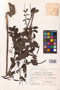 Lathyrus niger (L.) Bernh., Eastern Europe, South Ukrainian region (E12) (Ukraine)