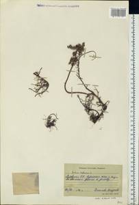 Petrosedum rupestre subsp. rupestre, Eastern Europe, Lithuania (E2a) (Lithuania)