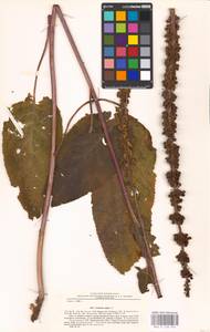 MHA 0 158 934, Verbascum nigrum L., Eastern Europe, South Ukrainian region (E12) (Ukraine)