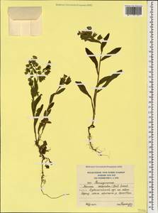 Nonea versicolor (Stev.) Sweet, Caucasus, South Ossetia (K4b) (South Ossetia)