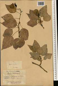 Populus balsamifera, South Asia, South Asia (Asia outside ex-Soviet states and Mongolia) (ASIA) (China)