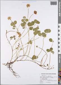 Trifolium repens L., Eastern Europe, Belarus (E3a) (Belarus)