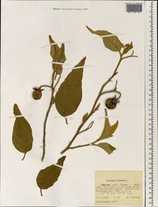 Solanum incanum L., Africa (AFR) (Ethiopia)