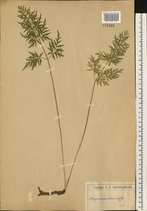 Silphiodaucus prutenicus subsp. prutenicus, Eastern Europe, Moscow region (E4a) (Russia)