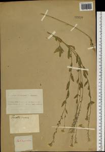 Berteroa incana (L.) DC., Siberia, Western (Kazakhstan) Altai Mountains (S2a) (Kazakhstan)