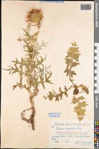 Lophiolepis serrulata (M. Bieb.) Del Guacchio, Bures, Iamonico & P. Caputo, Eastern Europe, North Ukrainian region (E11) (Ukraine)