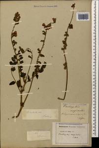 Onobrychis radiata (Desf.)M.Bieb., Caucasus, Georgia (K4) (Georgia)