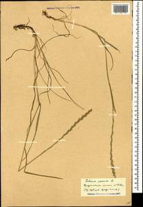 Lolium perenne L., Caucasus, Black Sea Shore (from Novorossiysk to Adler) (K3) (Russia)