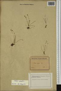 Eleocharis quinqueflora (Hartmann) O.Schwarz, Western Europe (EUR) (France)