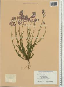 Polygala anatolica Boiss. & Heldr., Crimea (KRYM) (Russia)