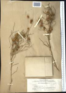 Calligonum murex Bunge, Middle Asia, Caspian Ustyurt & Northern Aralia (M8) (Kazakhstan)