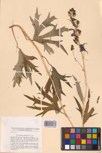 Delphinium cuneatum Steven ex DC., Eastern Europe, Lower Volga region (E9) (Russia)