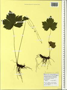 Ranunculus cappadocicus Willd., Caucasus, Stavropol Krai, Karachay-Cherkessia & Kabardino-Balkaria (K1b) (Russia)