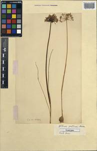 Allium pallasii Murray, Unclassified