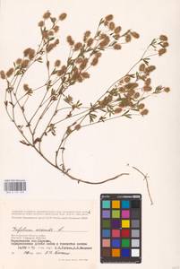 Trifolium arvense L., Eastern Europe, Lower Volga region (E9) (Russia)