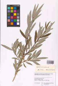 Salix viminalis L., Siberia, Western Siberia (S1) (Russia)