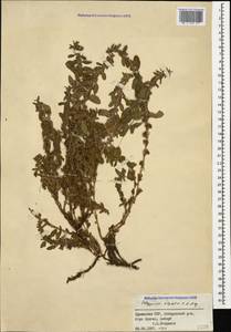 Polygonum cognatum subsp. cognatum, Caucasus, Armenia (K5) (Armenia)