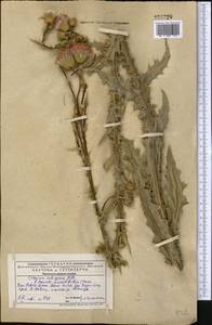 Cirsium alatum (S. G. Gmel.) Bobrov, Middle Asia, Western Tian Shan & Karatau (M3) (Kazakhstan)