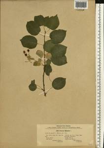 Prunus mahaleb L., Eastern Europe, South Ukrainian region (E12) (Ukraine)