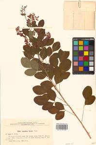 Lespedeza bicolor Turcz., Siberia, Russian Far East (S6) (Russia)