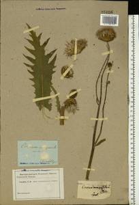 Cirsium monspessulanum (L.) Hill, Eastern Europe, South Ukrainian region (E12) (Ukraine)