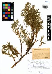 Juniperus pseudosabina Fisch. & C.A.Mey., Siberia, Baikal & Transbaikal region (S4) (Russia)