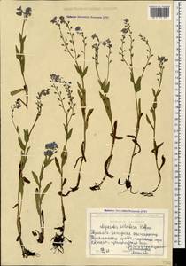 Myosotis sylvatica Ehrh. ex Hoffm., Caucasus, Georgia (K4) (Georgia)