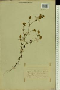 Trifolium arvense L., Eastern Europe, Belarus (E3a) (Belarus)