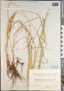 Phleum pratense L., Eastern Europe, North Ukrainian region (E11) (Ukraine)