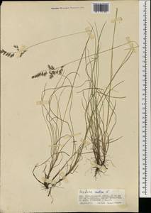 Festuca rubra L., Mongolia (MONG) (Mongolia)