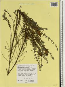 Lavandula stoechas L., South Asia, South Asia (Asia outside ex-Soviet states and Mongolia) (ASIA) (Turkey)