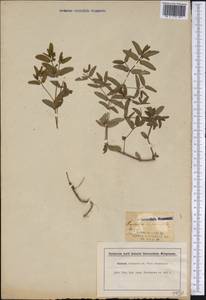 Euphorbia hypericifolia L., America (AMER) (United States)