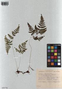 Gymnocarpium jessoense, Siberia, Altai & Sayany Mountains (S2) (Russia)