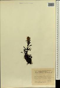 Pedicularis hirsuta L., Siberia, Yakutia (S5) (Russia)