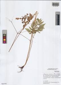 Osmorhiza aristata (Thunb.) Rydb., Siberia, Altai & Sayany Mountains (S2) (Russia)