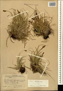 Carex tristis M.Bieb., Caucasus, South Ossetia (K4b) (South Ossetia)