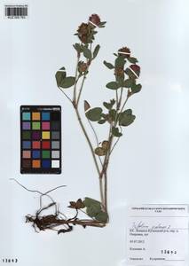 KUZ 000 763, Trifolium pratense L., Siberia, Altai & Sayany Mountains (S2) (Russia)