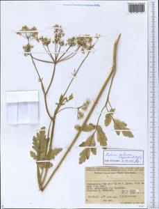 Kozlovia paleacea (Regel & Schmalh.) Lipsky, Middle Asia, Pamir & Pamiro-Alai (M2) (Uzbekistan)